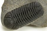Detailed Morocops Trilobite - Ofaten, Morocco #325884-3